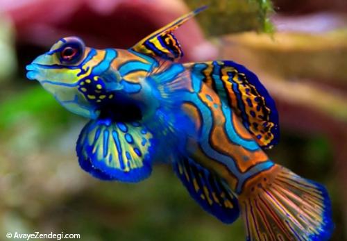زیباترین ماهی های دنیا 